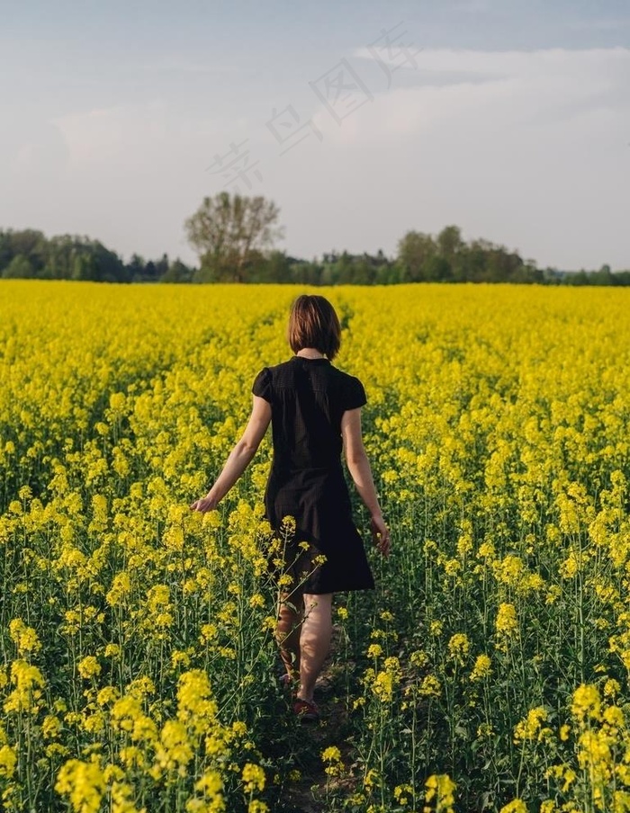 油菜花图片