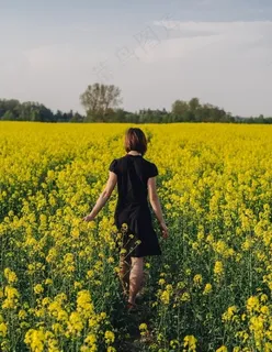 油菜花图片 油菜花图片