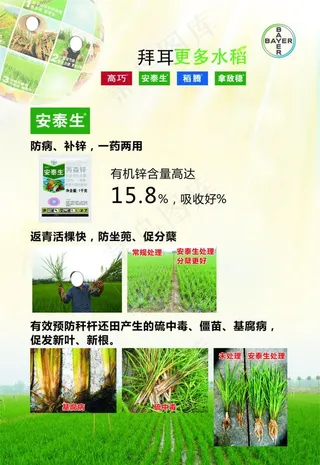 拜耳安泰生图片