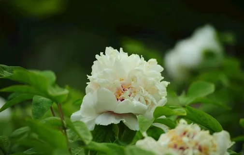 杨主伟作品图片