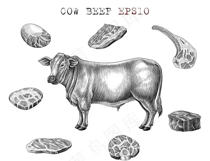 牛图片eps,ai矢量模版下载