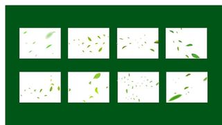 叶子树叶花瓣素材图片