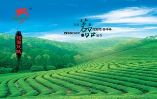 茶山图片