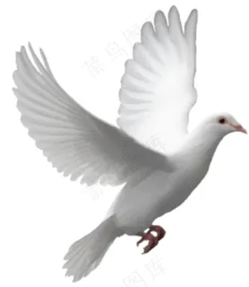 鸽子图片