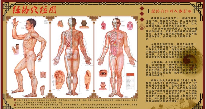 经络穴位图展板图片cdr矢量模版下载