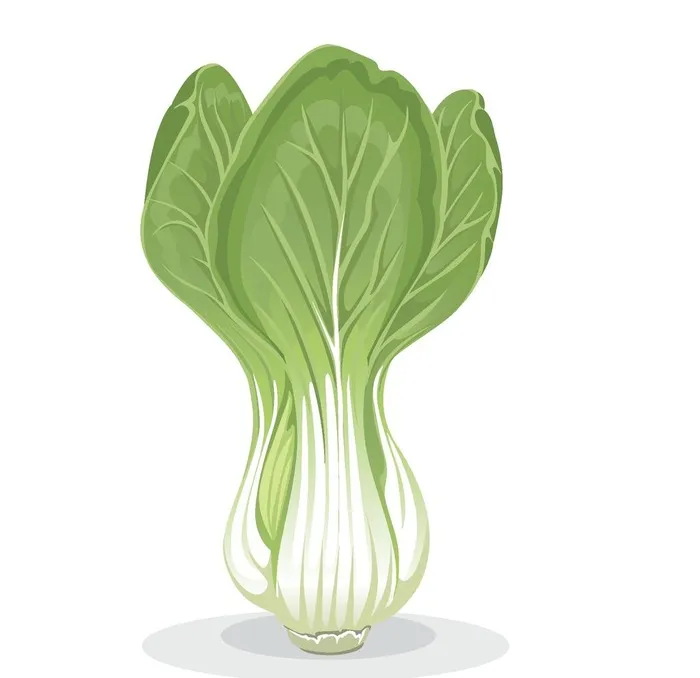 小青菜图片ai矢量模版下载