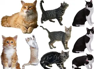 猫png免扣高清素材图片