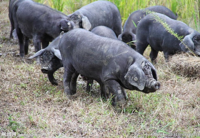 黑毛猪图片
