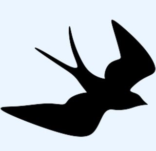 燕子图片