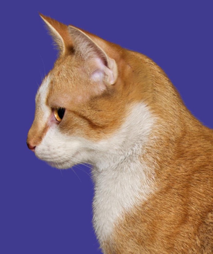 猫咪图片