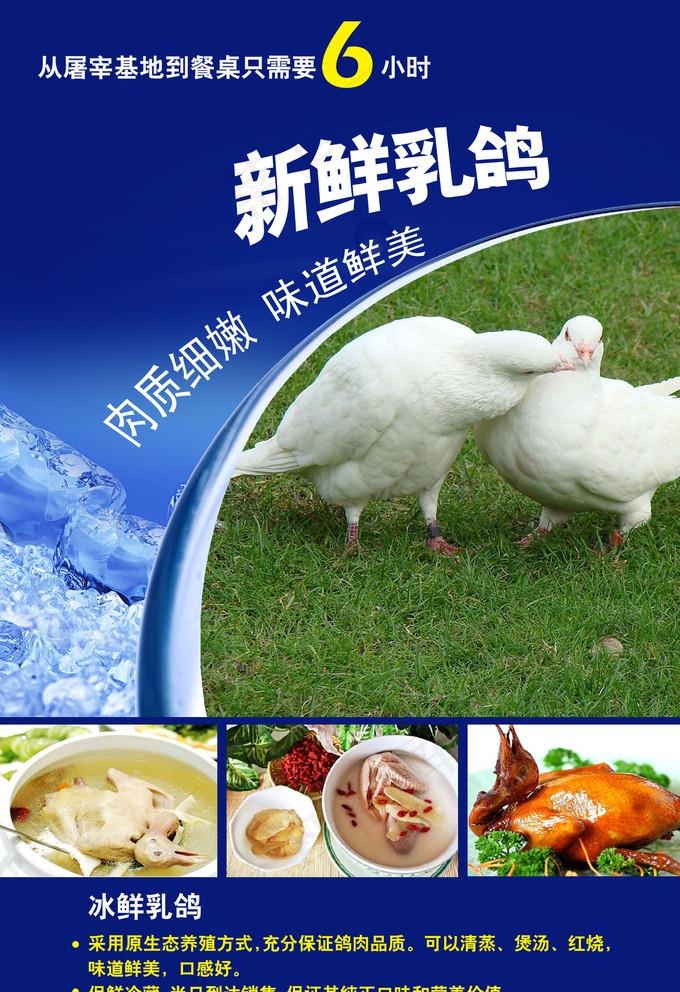 冰鲜乳鸽图片psd模版下载