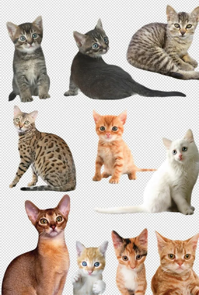 小猫图片