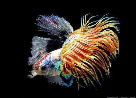 龙鱼装饰画图片