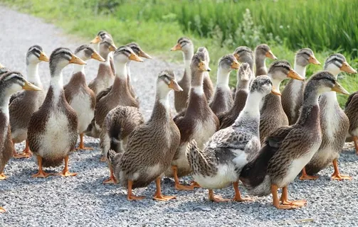 鸭子图片 鸭子图片