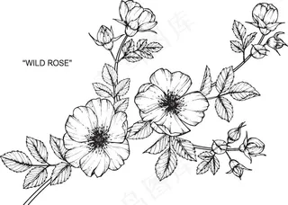 植物线稿花图片