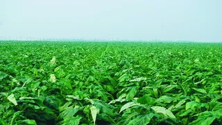 还长在田里的烟叶图片