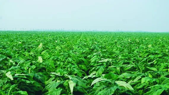 还长在田里的烟叶图片 还长在田里的烟叶图片