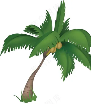 椰子树图片