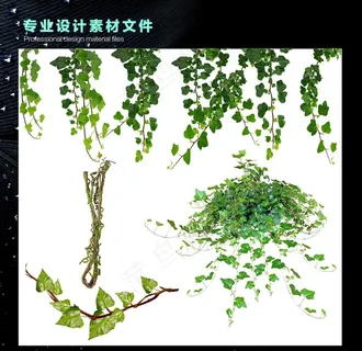 藤图片 藤图片