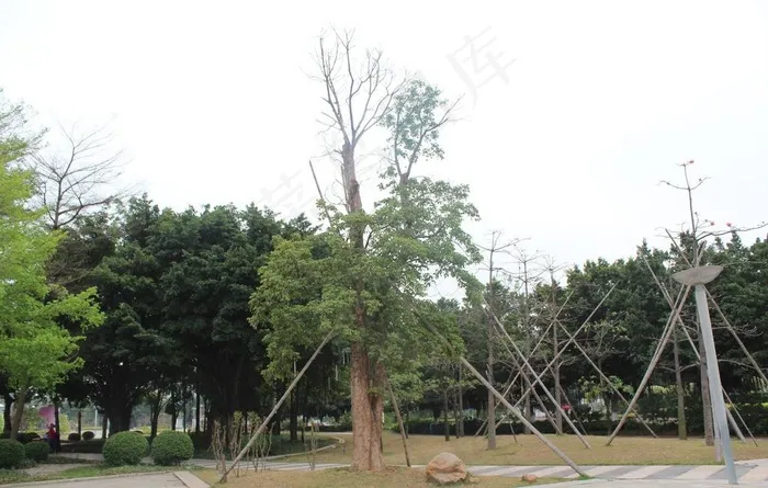 园区树林图片