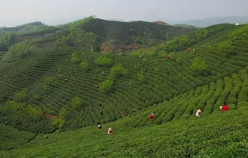 茶山图片