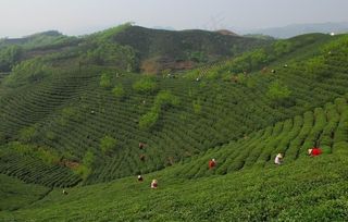 茶山图片