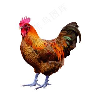 公鸡图片