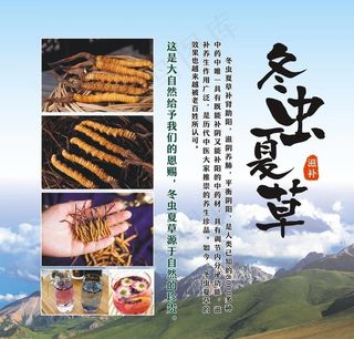 冬虫夏草图片