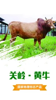 关岭黄牛图片