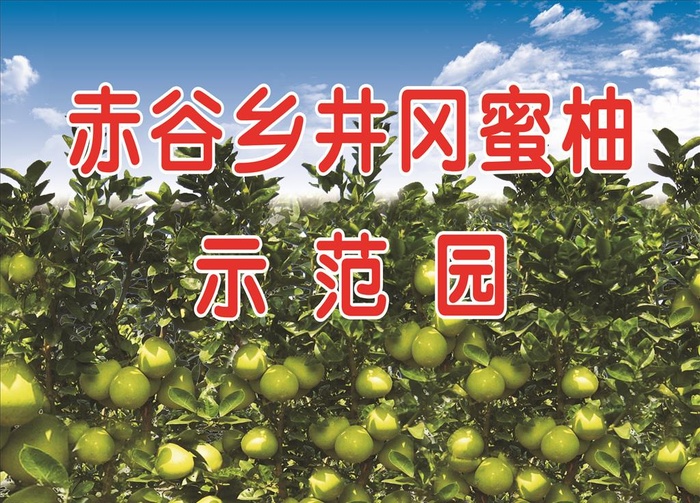 井冈蜜柚图片cdr矢量模版下载