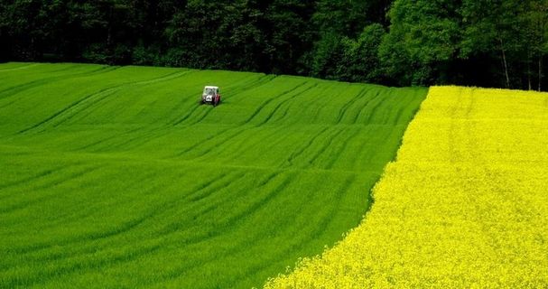油菜图片 油菜图片