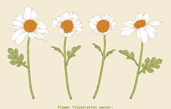 花卉花蕊图片