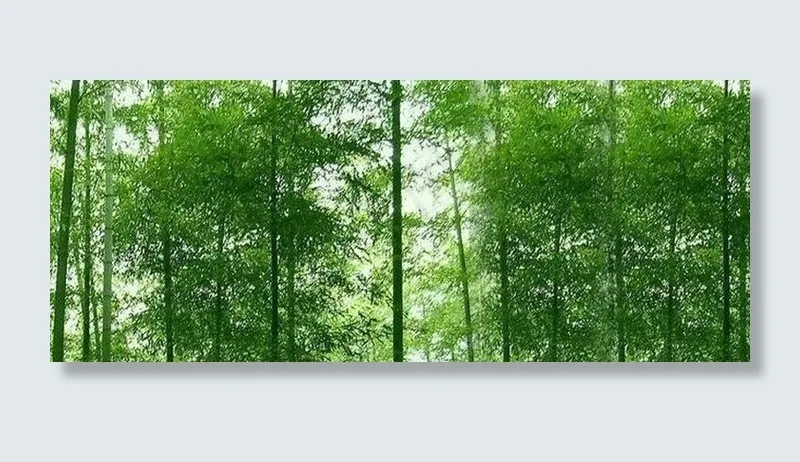 竹林图片
