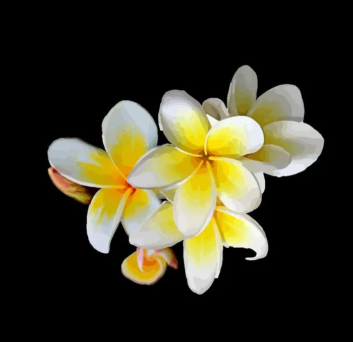 鸡蛋花图片