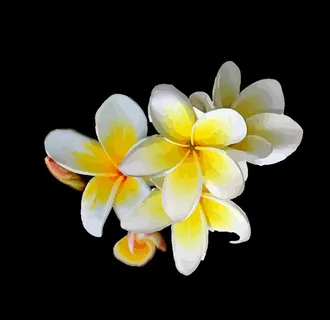 鸡蛋花图片 鸡蛋花图片