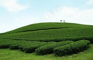 茶园 茶园风光图片