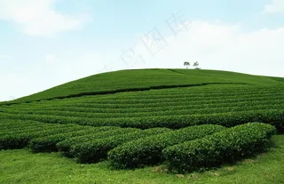 茶园 茶园风光图片