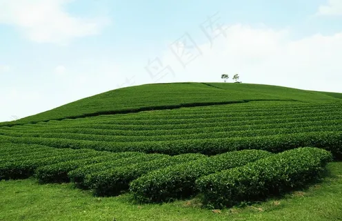 茶园 茶园风光图片 茶园 茶园风光图片