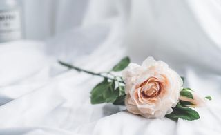 唯美玫瑰花背景图图片