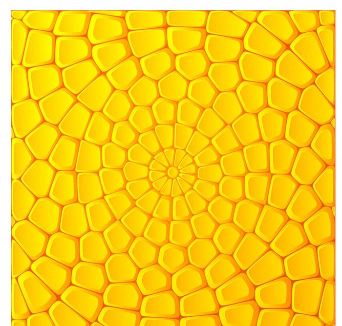 玉米图片