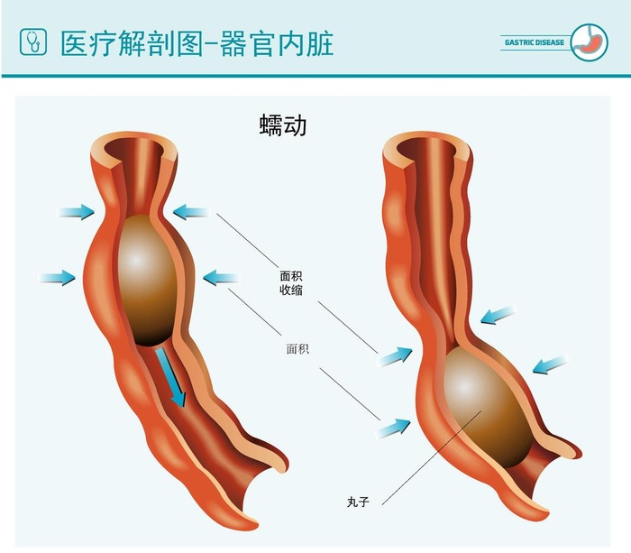 医疗蠕动解剖图图片