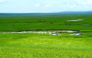 草原上美丽的羊群图片