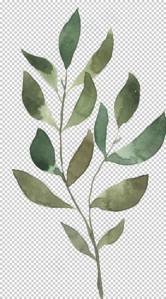 手绘植物花卉图片