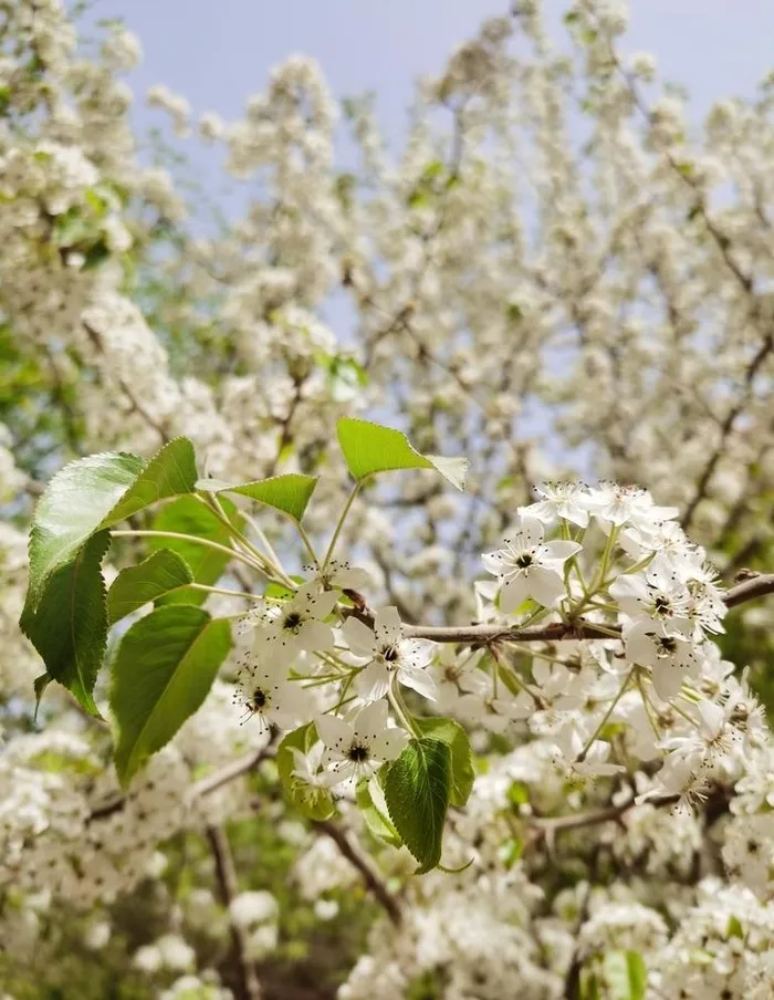 苹果树花图片