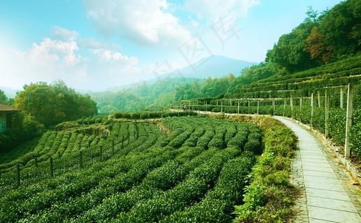 茶园梯田图片