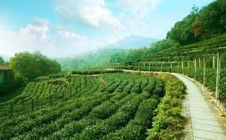 茶园梯田图片