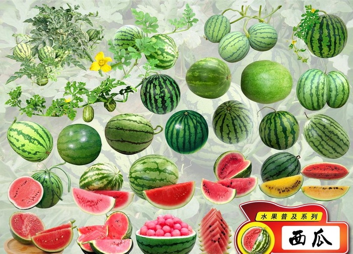 psd水果普及系列之西瓜图片