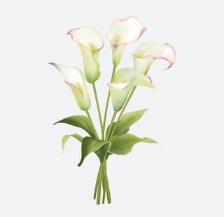 白色马蹄莲水彩花簇图片