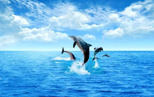 海豚大海背景墙图片