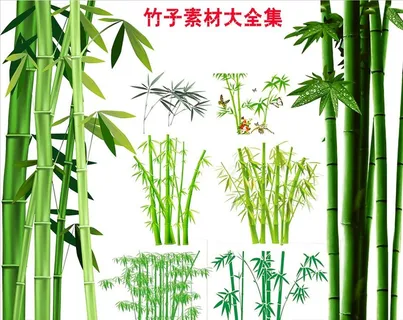 竹子素材富贵竹图片 竹子素材富贵竹图片